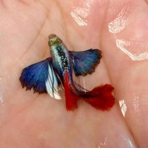 Ikan Hias Aquascape Guppy PRTDE