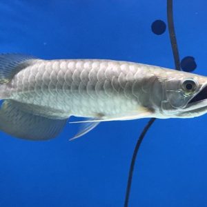 Ikan Arwana Jardini 15cm