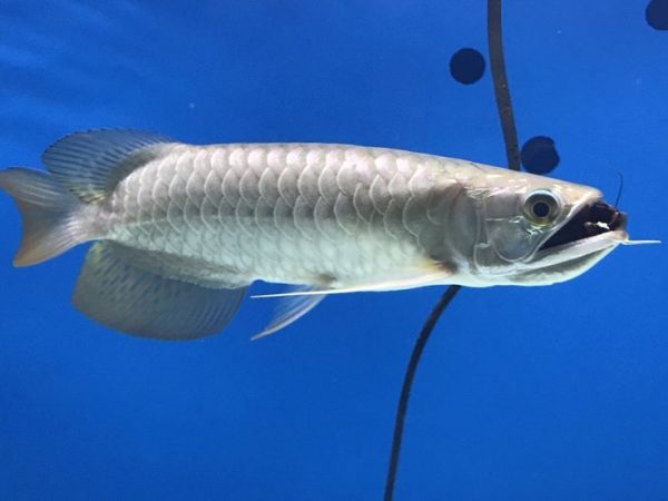 Ikan Arwana Jardini 15cm