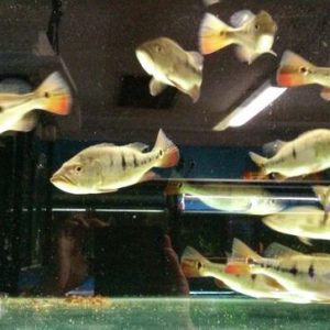 Ikan Peacock Bass Mono 9–12 cm Murah