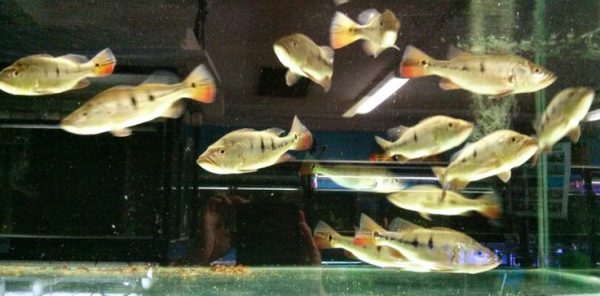 Ikan Peacock Bass Mono 9–12 cm Murah