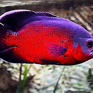 Ikan Oscar Red Chilli Tembaga Grade A - 15cm