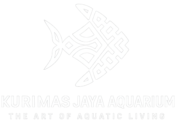 Ikan Arwana Jardini 15cm - Gambar 3