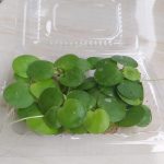 Amazon Frogbit (per mika)