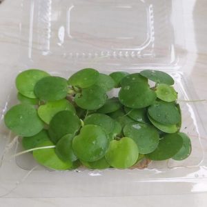 Amazon Frogbit (per mika)