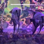 Ikan Manfish BW