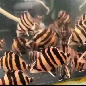 Ikan Datz 10cm