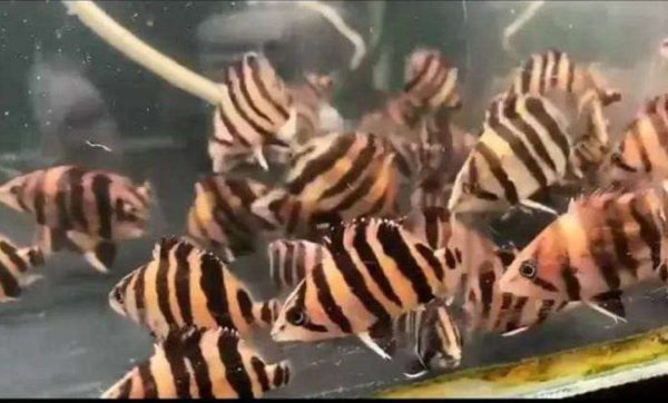 Ikan Datz 10cm